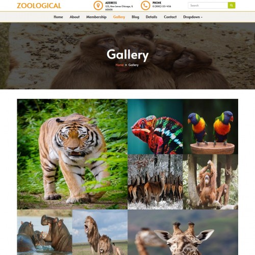 Animal safari template gallery